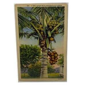 Vintage Linen Postcard Cocoanuts Tree in Florida Curt Teich Art-Colortone
